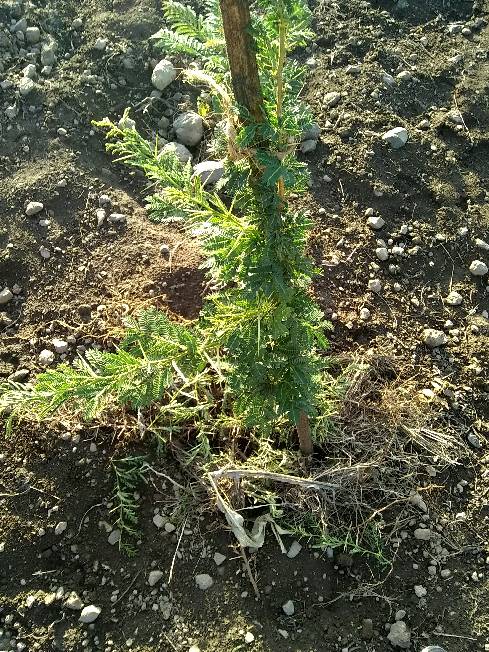 tree