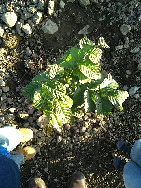 tree