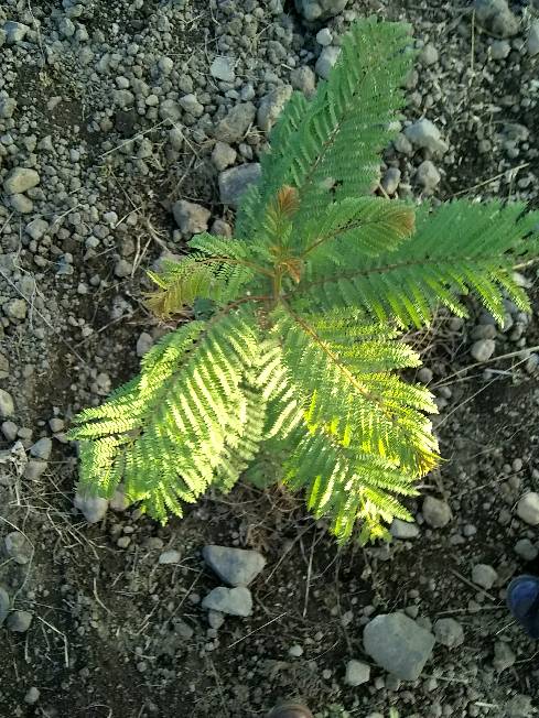 tree