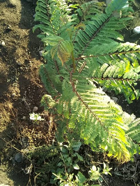 tree