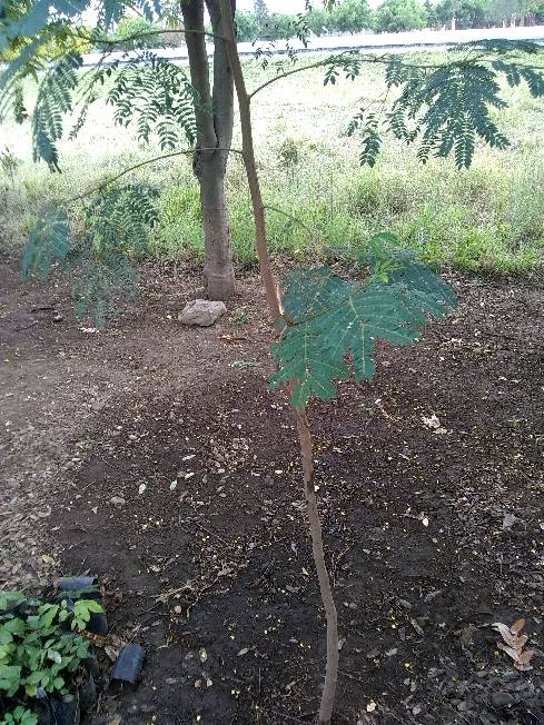 tree