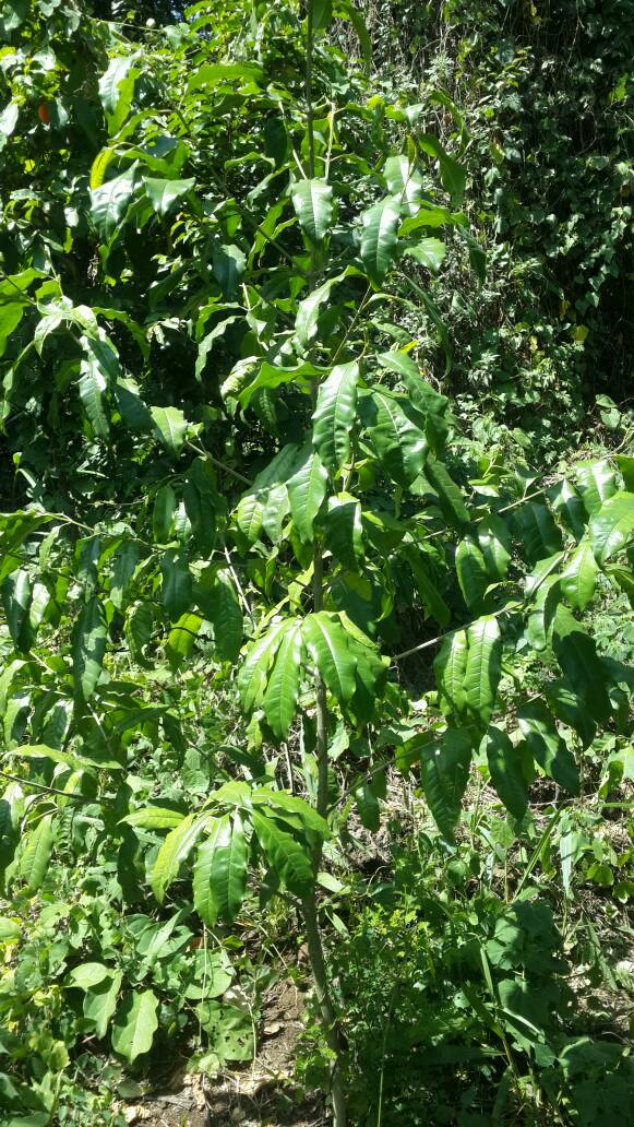 tree