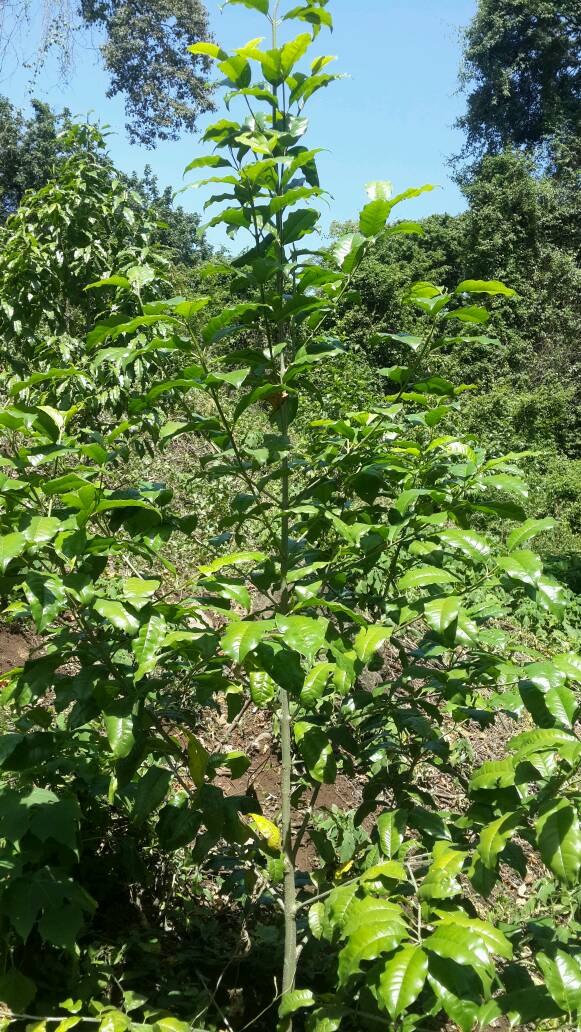 tree