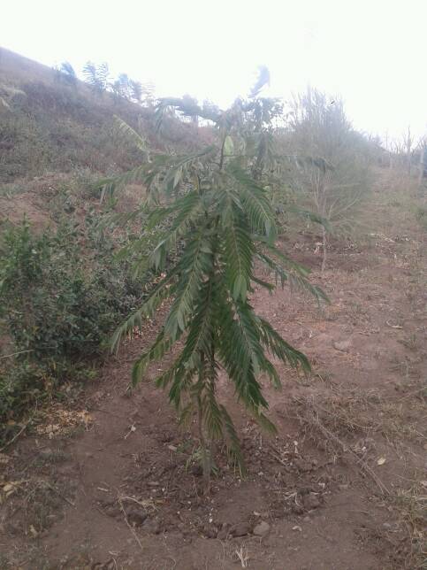 tree