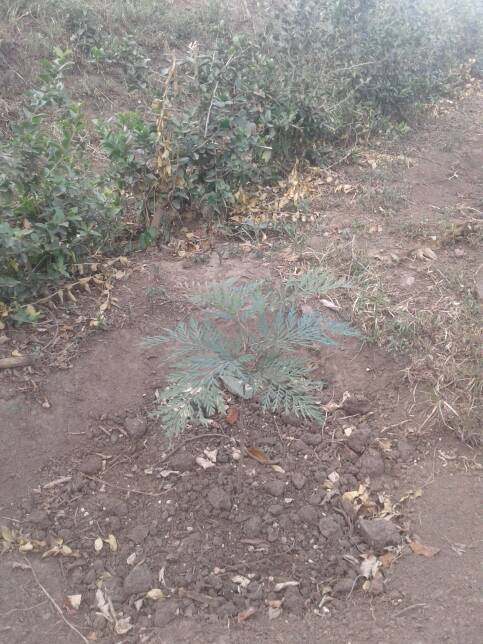 tree