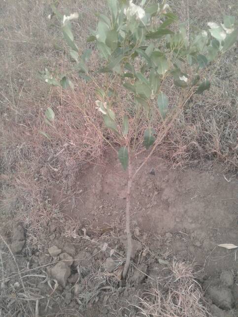 tree