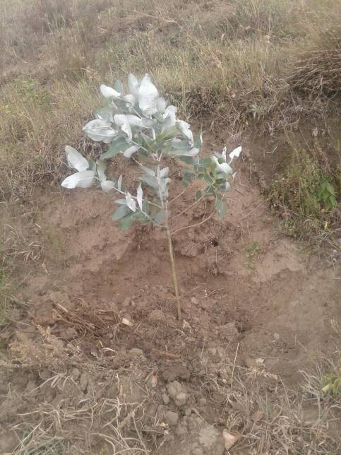 tree