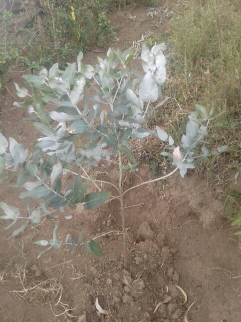 tree