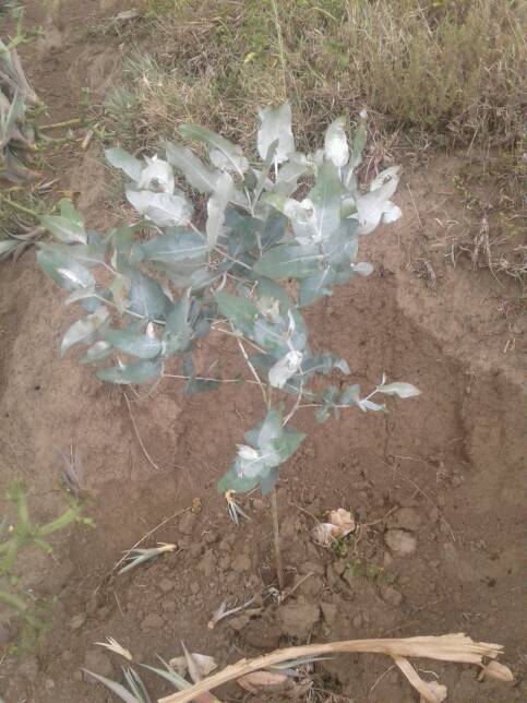 tree