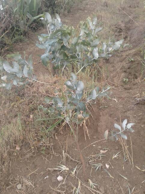 tree