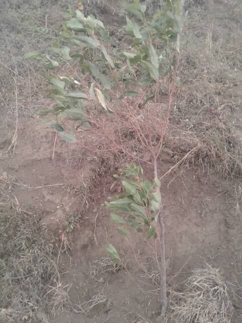 tree