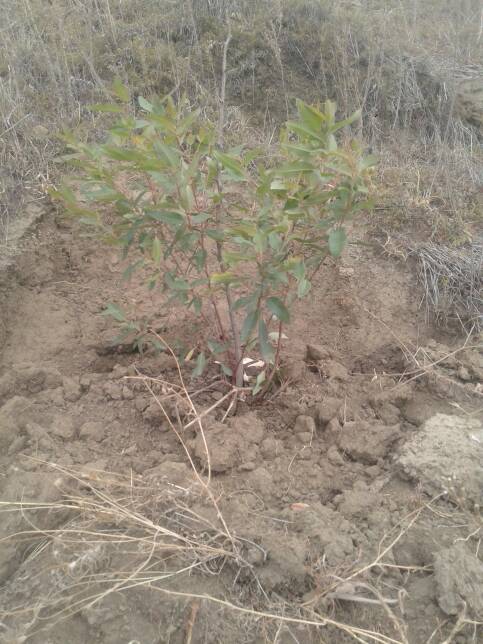 tree