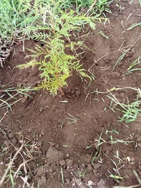 tree