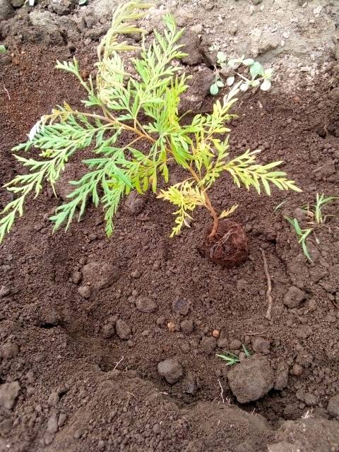 tree