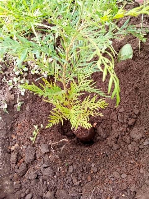 tree