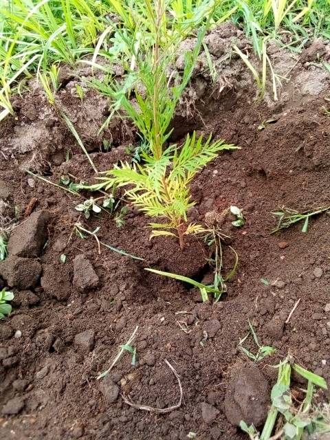 tree