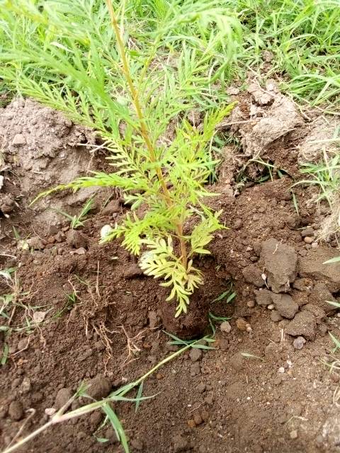 tree