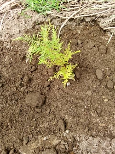 tree