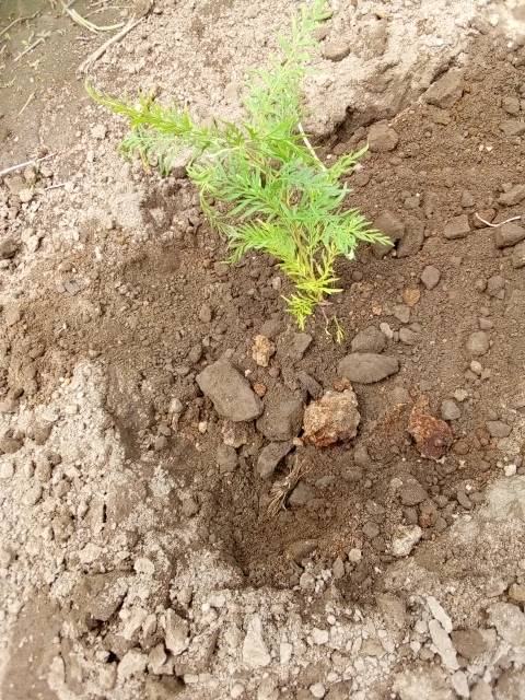 tree