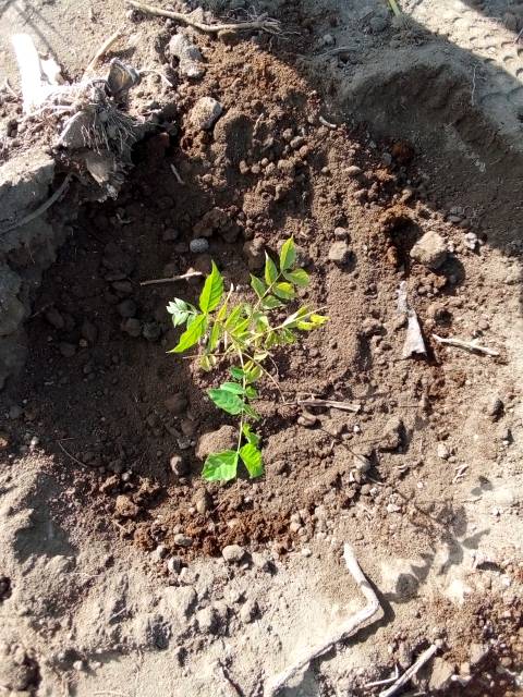 tree