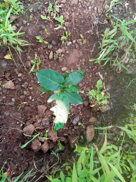 tree