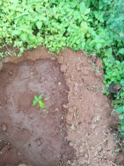 tree