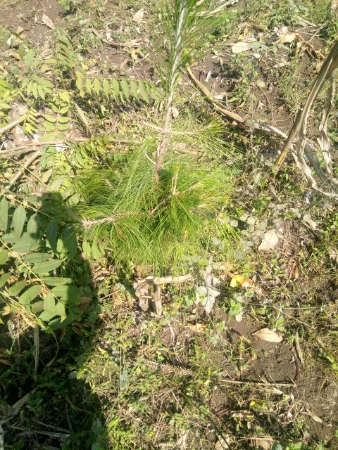 tree