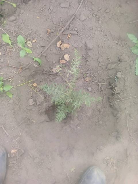 tree