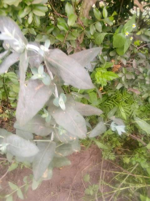 tree