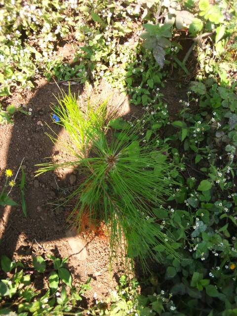tree