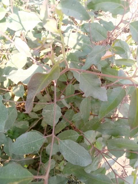 tree
