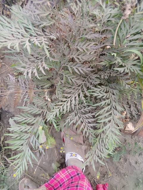tree