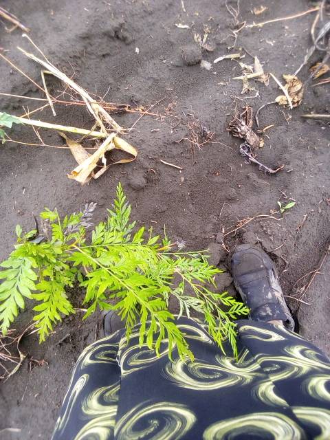 tree