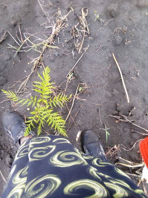 tree