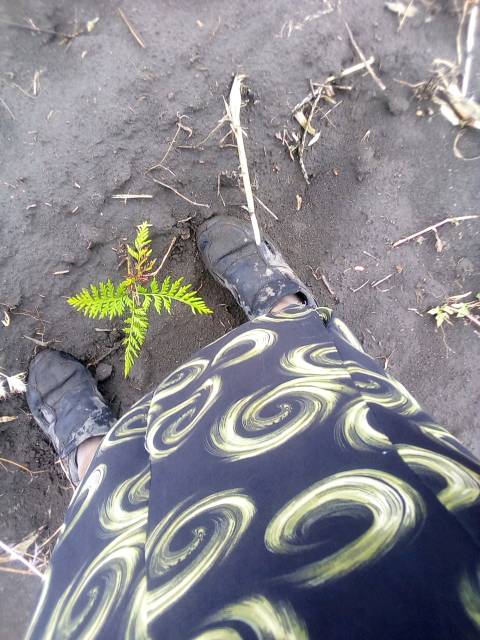 tree