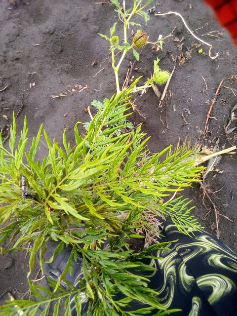 tree