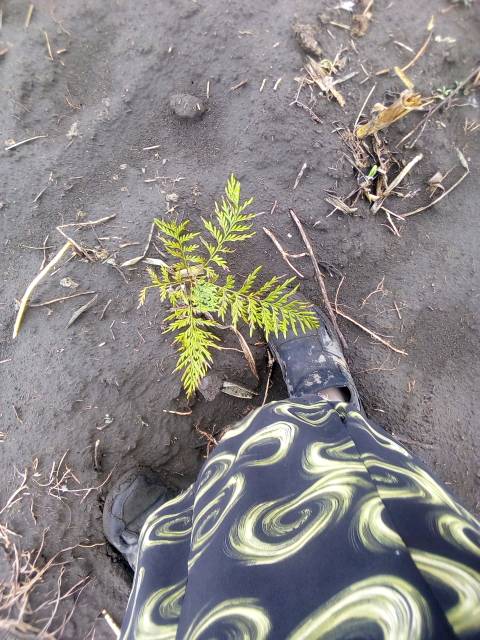 tree