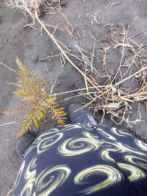 tree