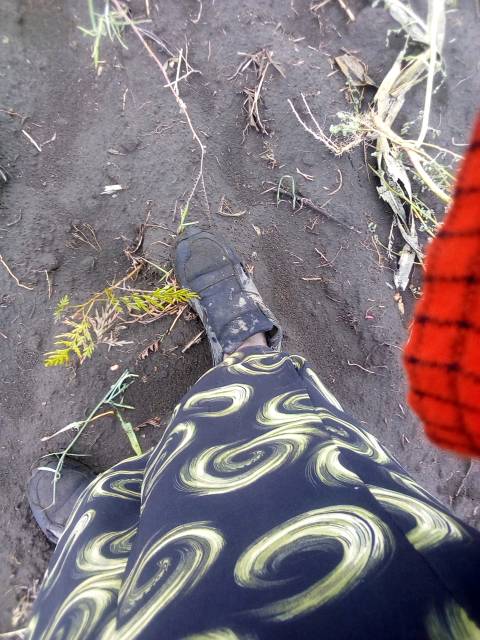 tree