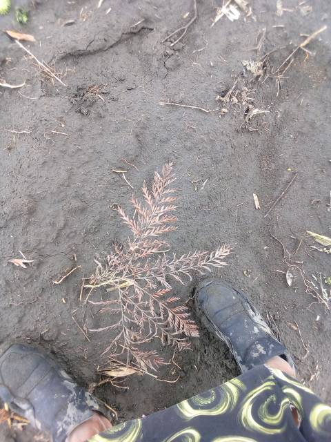 tree