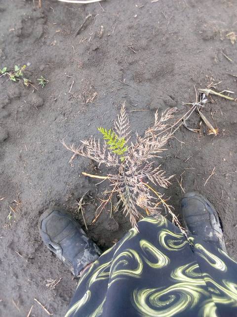 tree