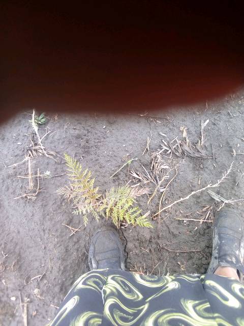 tree