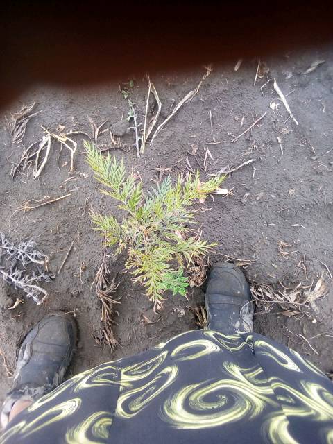tree