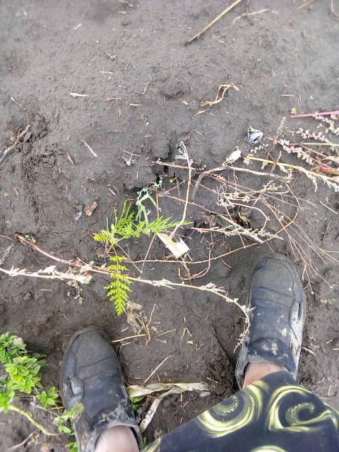 tree