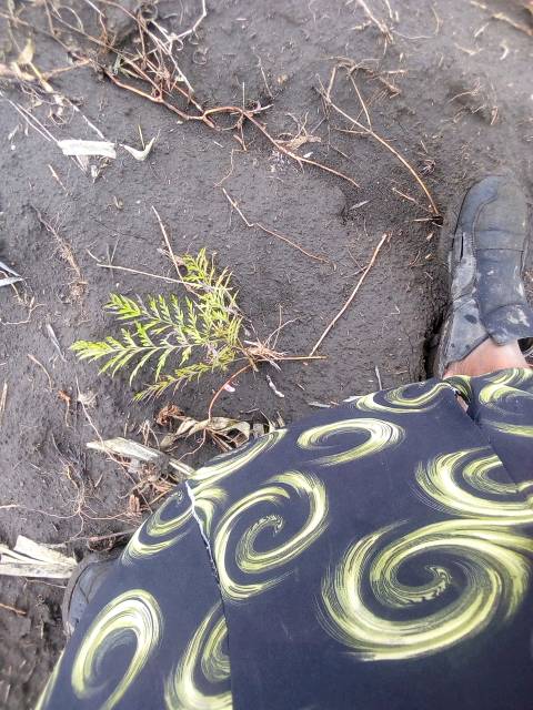 tree