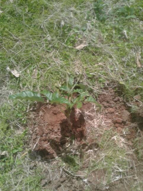 tree