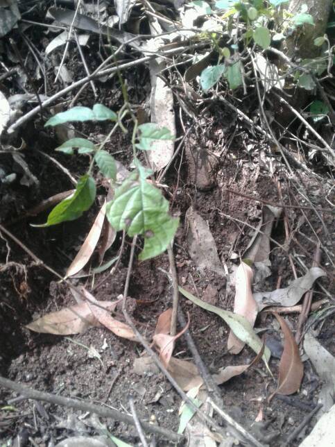 tree