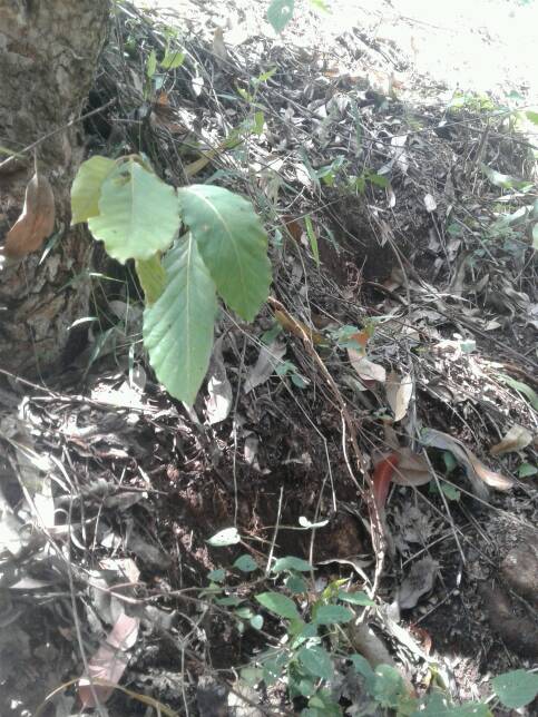 tree