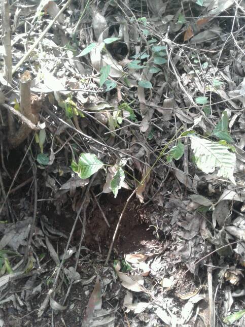 tree
