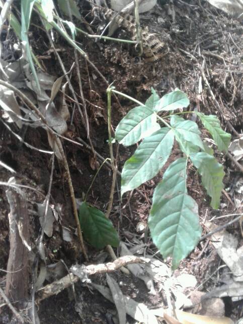 tree